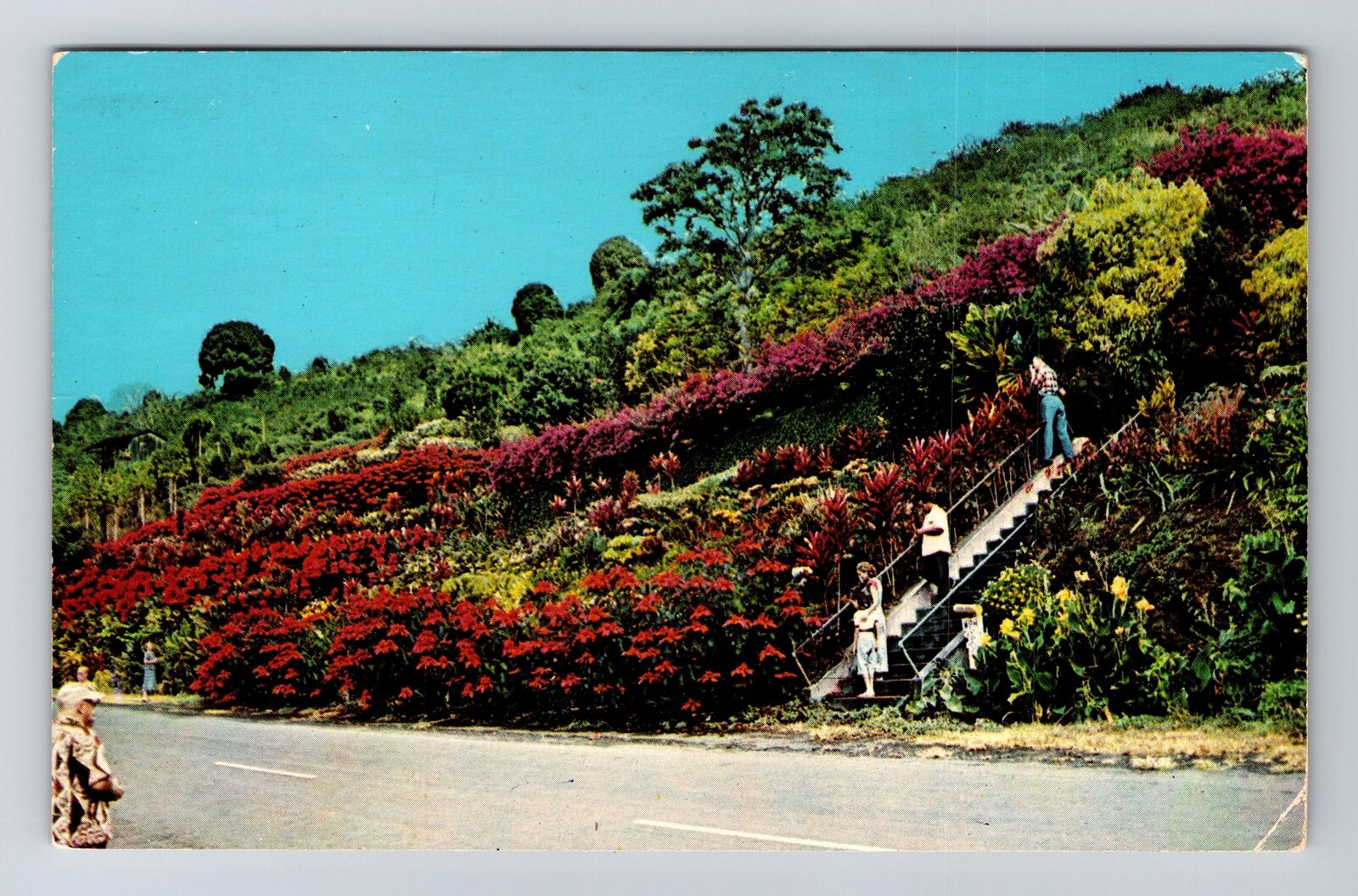 Kealakekua HI-Hawaii, Machado Gardens, Antique, Vintage c1987 Postcard
