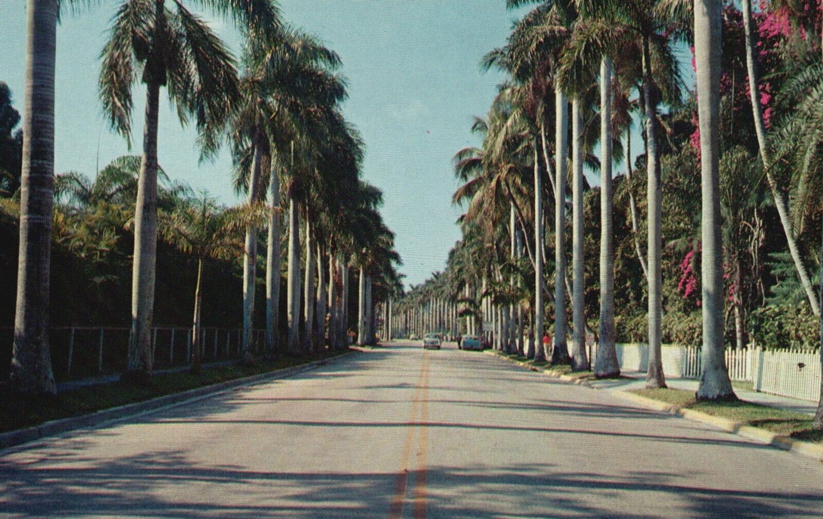 Postcard FL Fort Myers Avenue Of Palms Planted By Edison 1901 Vintage PC J2711