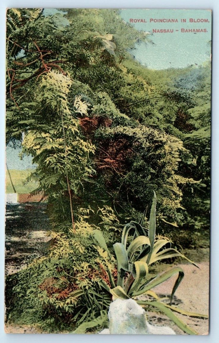 NASSAU Royal Poinciana in Bloom BAHAMAS Postcard