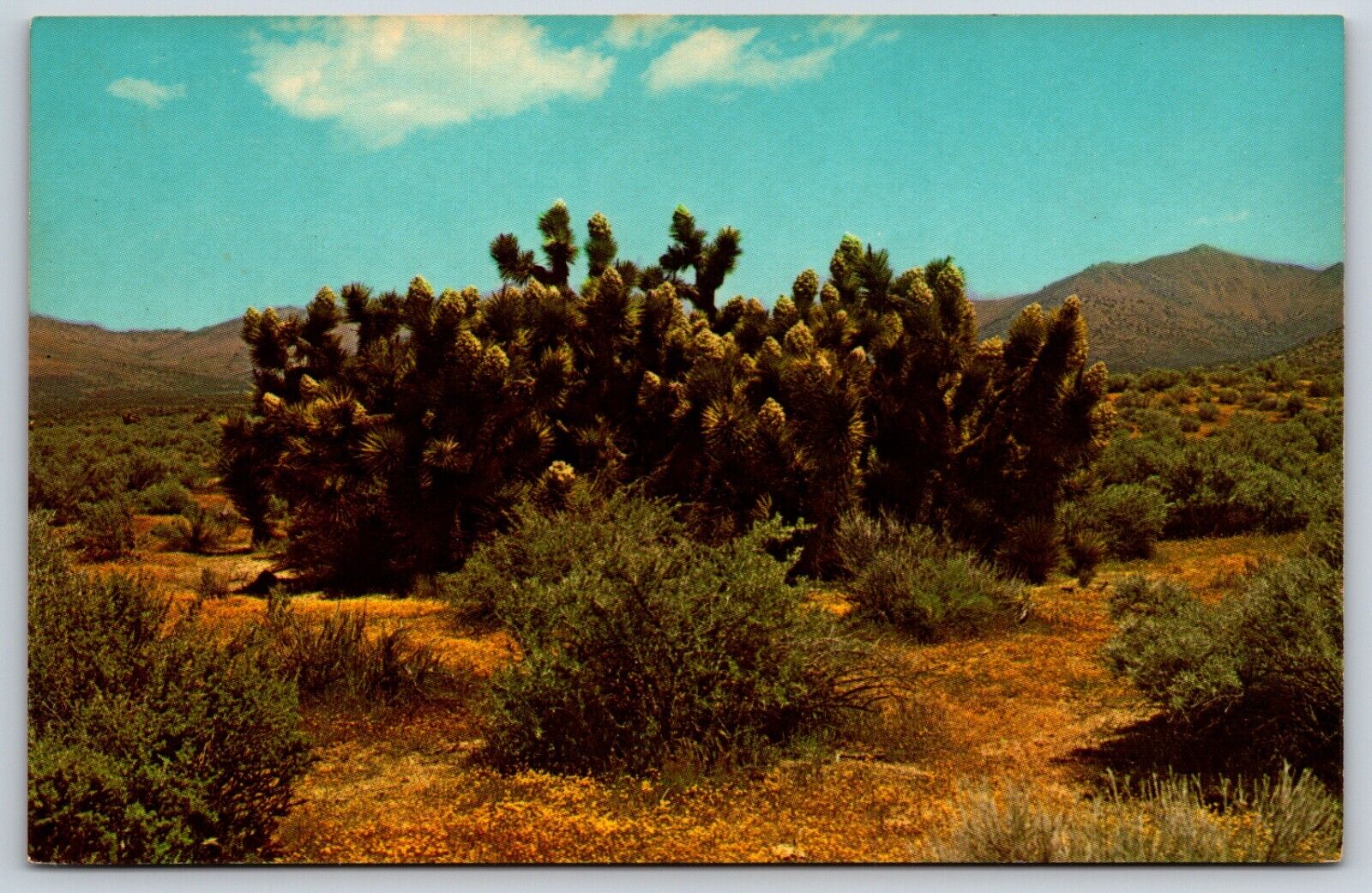 Postcard Desert Country, Once Wild & Beautiful Unposted