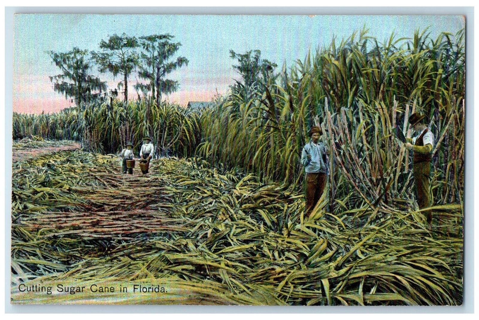 c1950's Cutting Sugar Cane In Florida Workers Superior House View FL Postcard