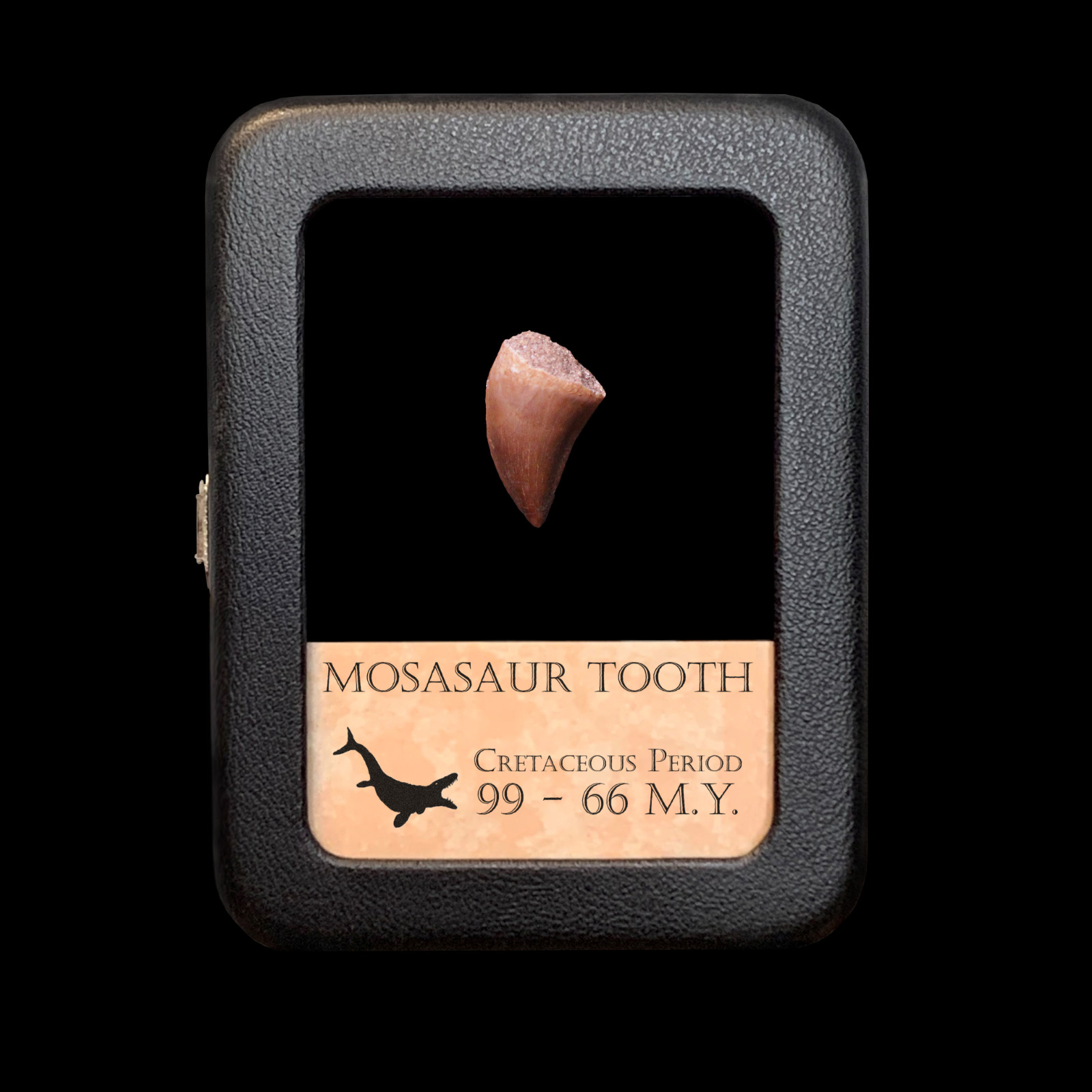 Mosasaur Tooth - With Beautiful Display Case