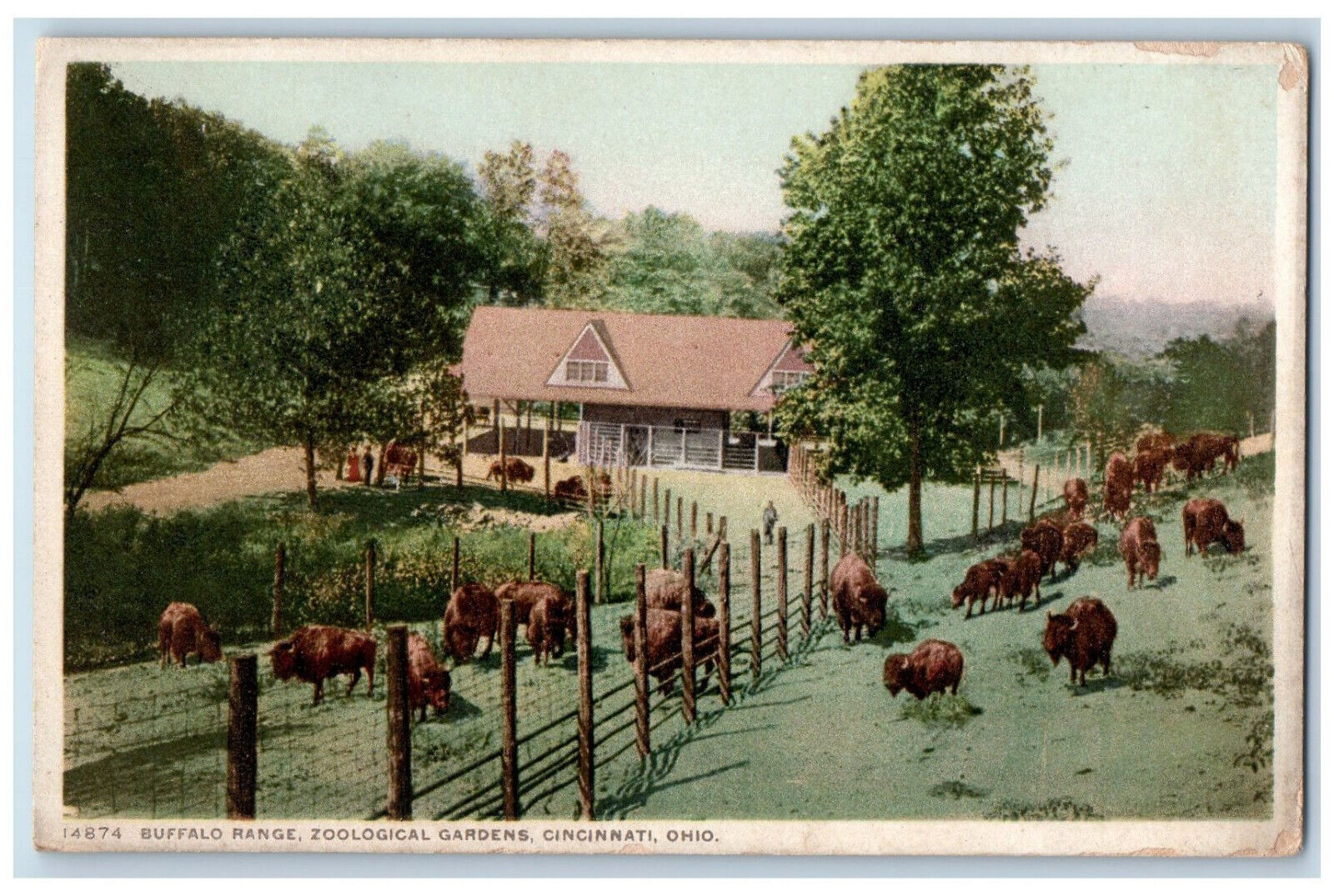 c1920\'s Buffalo Range Zoological Gardens Cincinnati Ohio OH Phostint Postcard