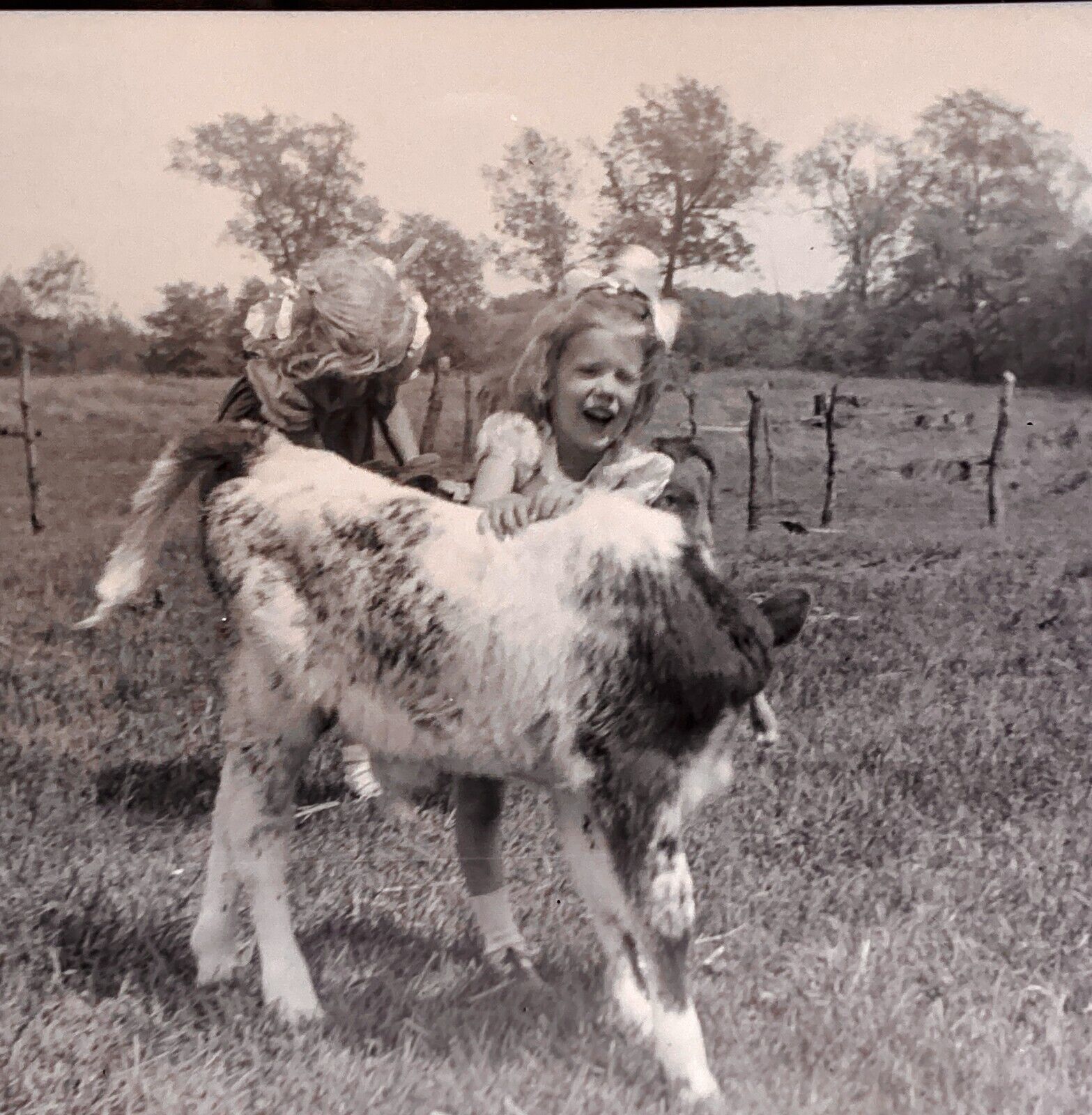 Vintage Negative Cute Little Girls Playing with Calf Field Rural Farm Med Format