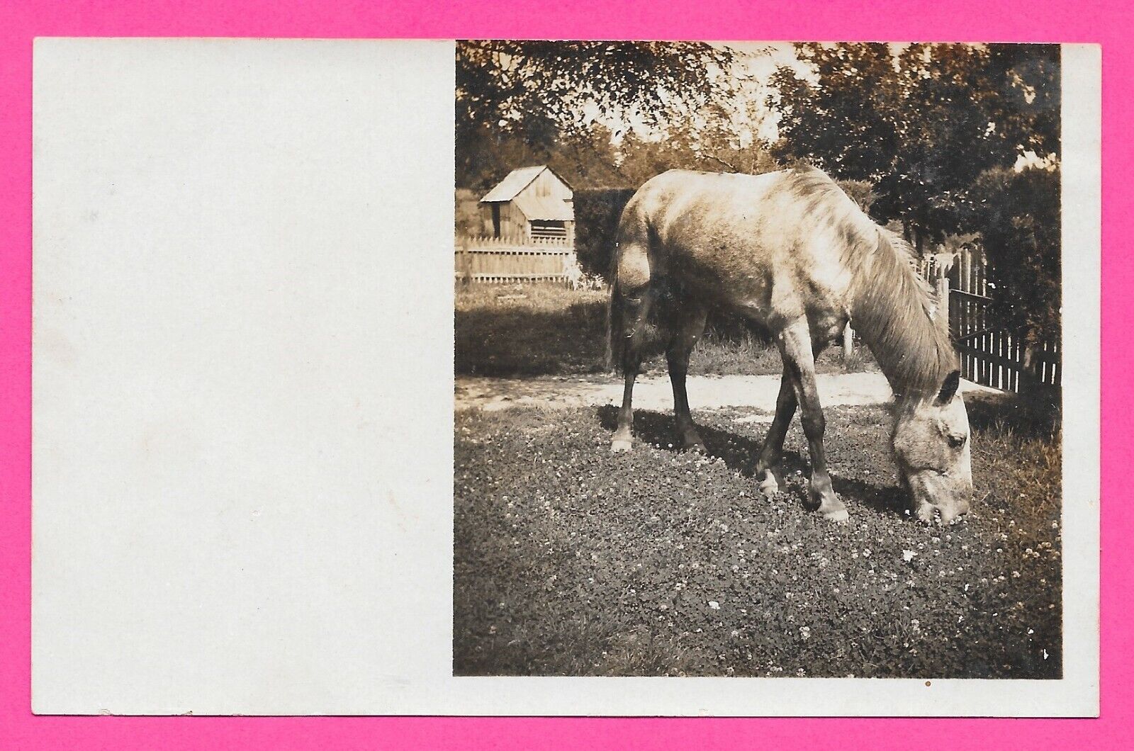 Vintage Original Photo of Horse and Farm in the Carolinas - Post Card
