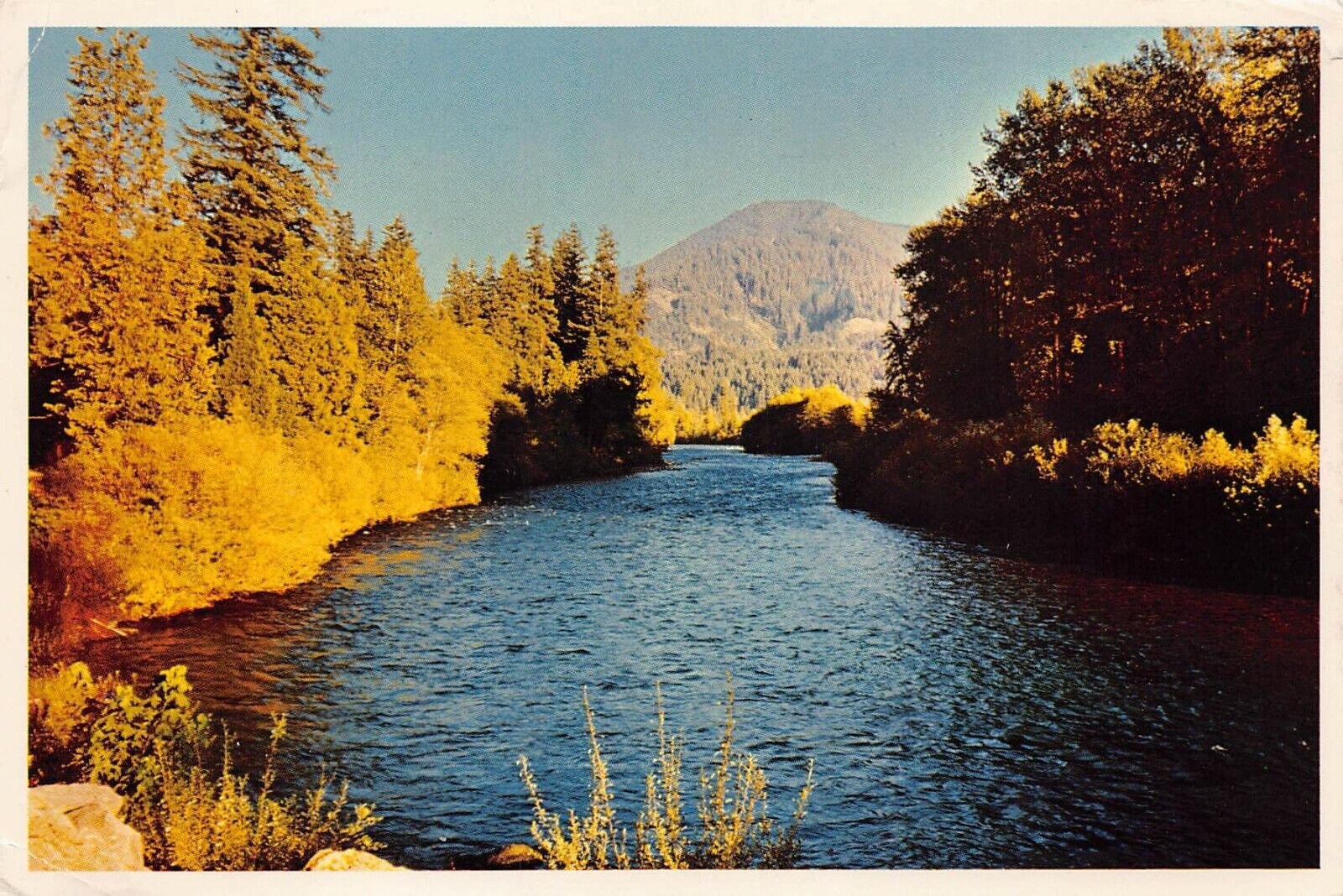 Vtg Postcard 6x4 Everett WA Washington McKenzie River Fall Autumn Foliage K12