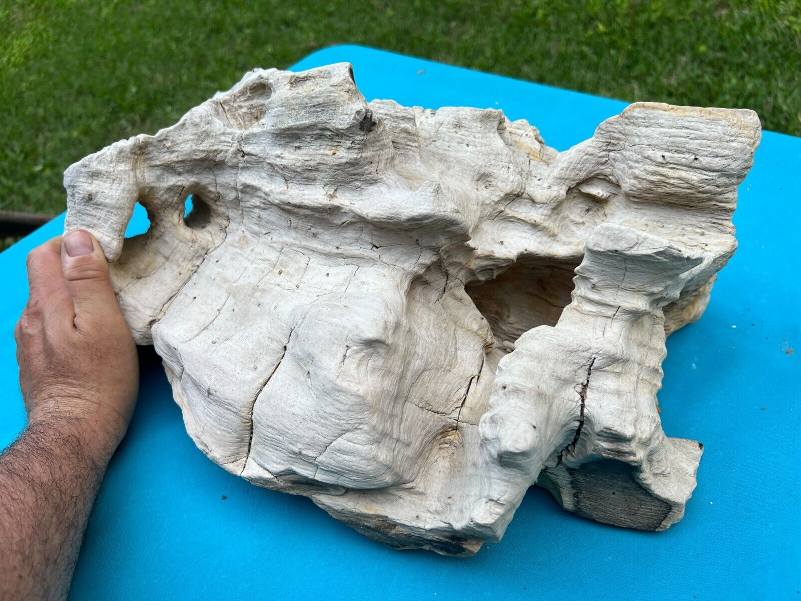Texas Oak Petrified Wood Rotted Holes Log 17x12x6 Natural Tree Fossil