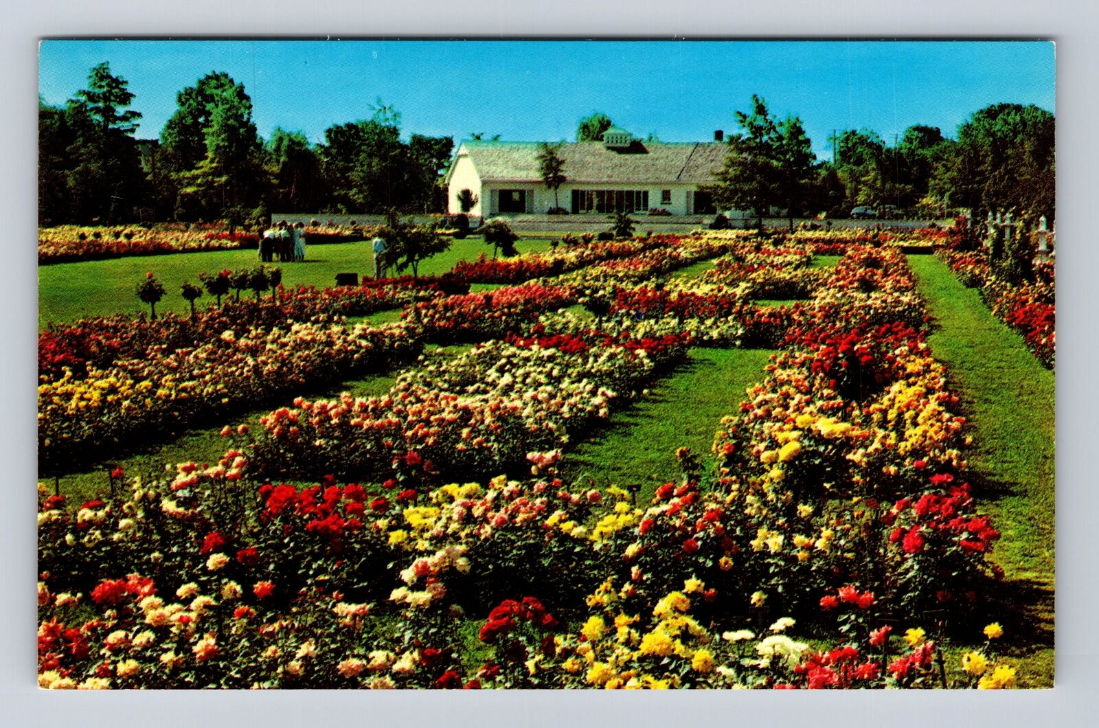 Newark NY-New York, Jackson And Perkins Rose Garden, Antique, Vintage Postcard