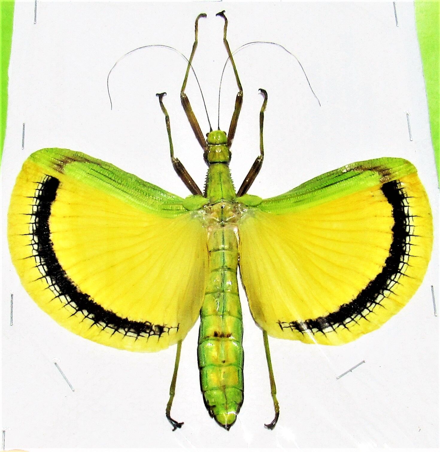 Winged Stick Bug Tagesoidea nigrofasciata Female Spread  110-115mm Span FAST USA
