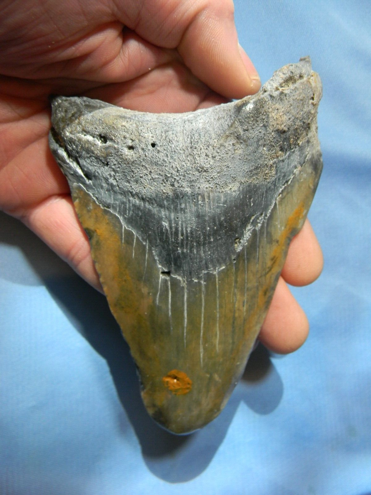 VERY LARGE  5 1/4  INCH  MEGALODON SHARK TOOTH FOSSIL
