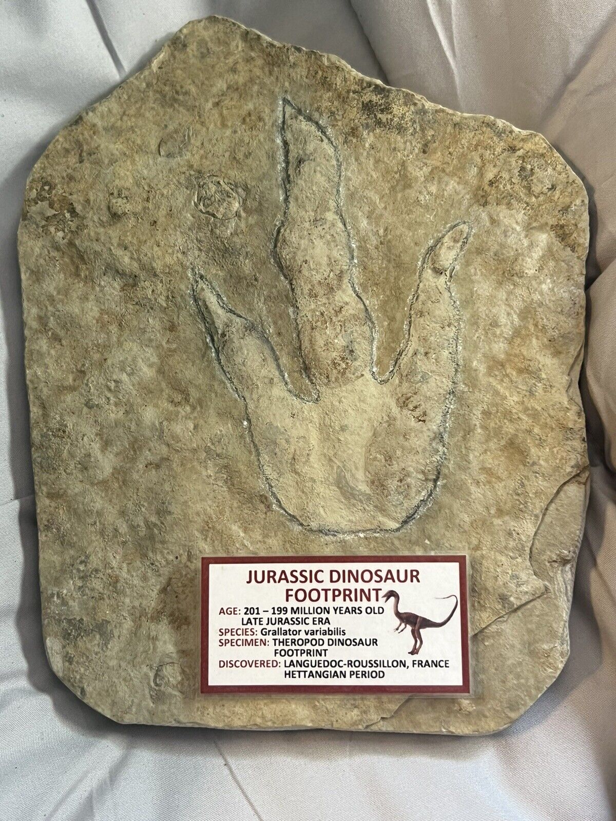Dinosaur Fossil Foot Print From Languedoc-Roussillion France Genuine Authentic