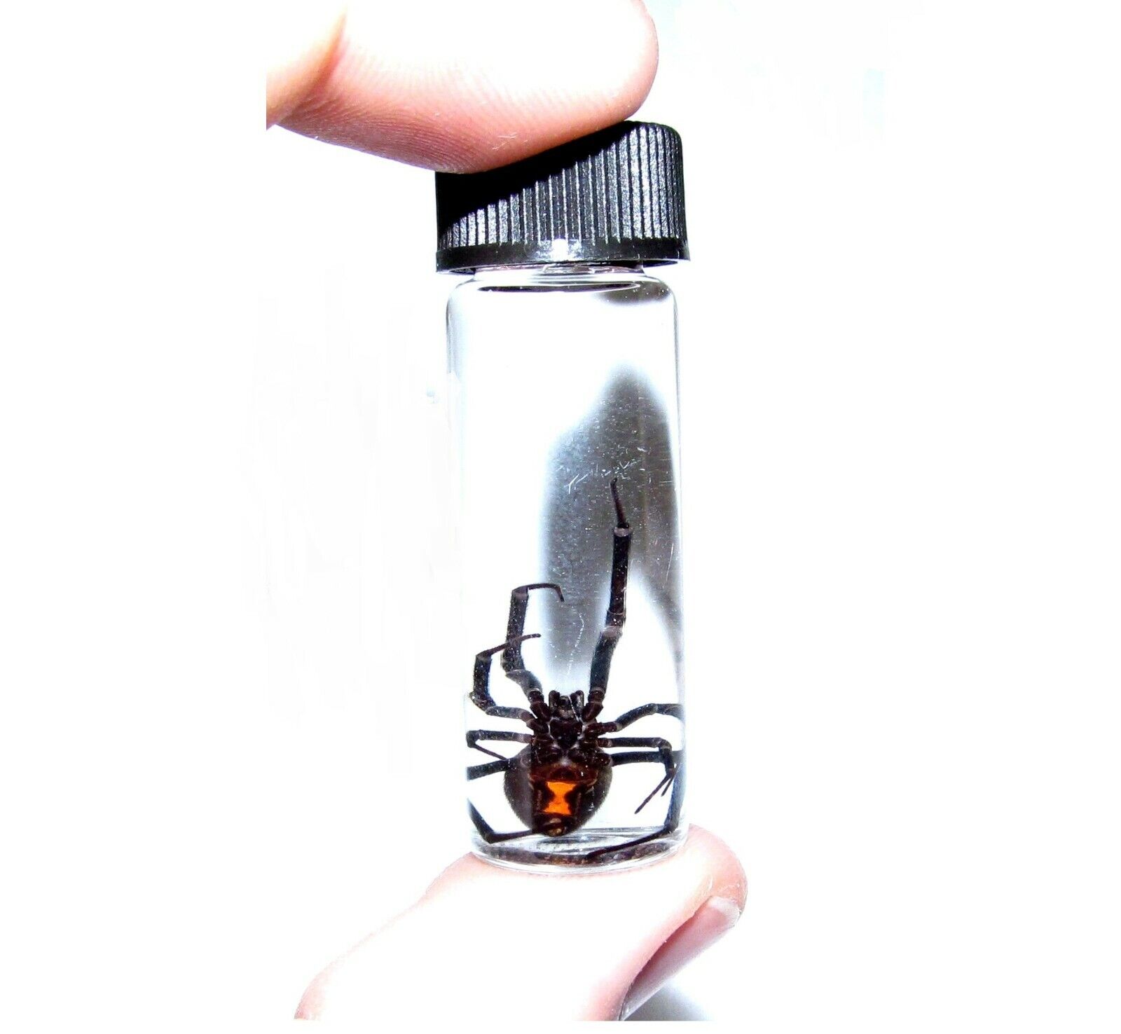 wet specimen REAL LATRODECTUS MACTANS BLACK WIDOW PRESERVED SPIDER 2in VIAL
