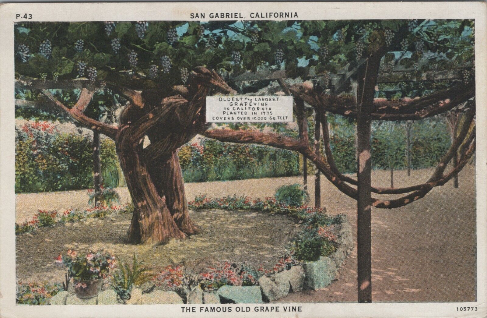 San Gabriel California 100+ year old grape vine planted 1775 c1930 postcard A376