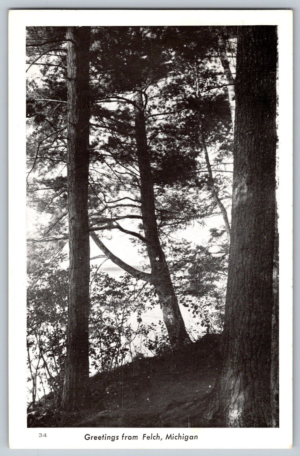 Michigan MI - Greetings from Felch Michigan - Pine Trees - Vintage Postcard
