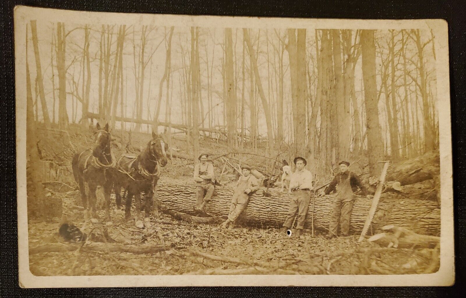 RPPC Lumberjacks Early 1900s - Horses - Dog - Big Tree - Timber - Logging - AZO
