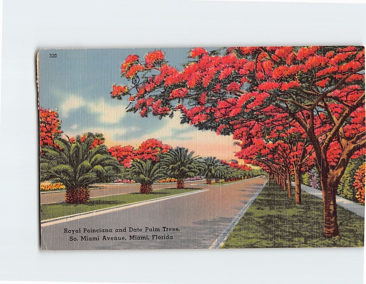 Postcard Royal Poinciana and Date Palm Trees South Miami Avenue Miami FL USA