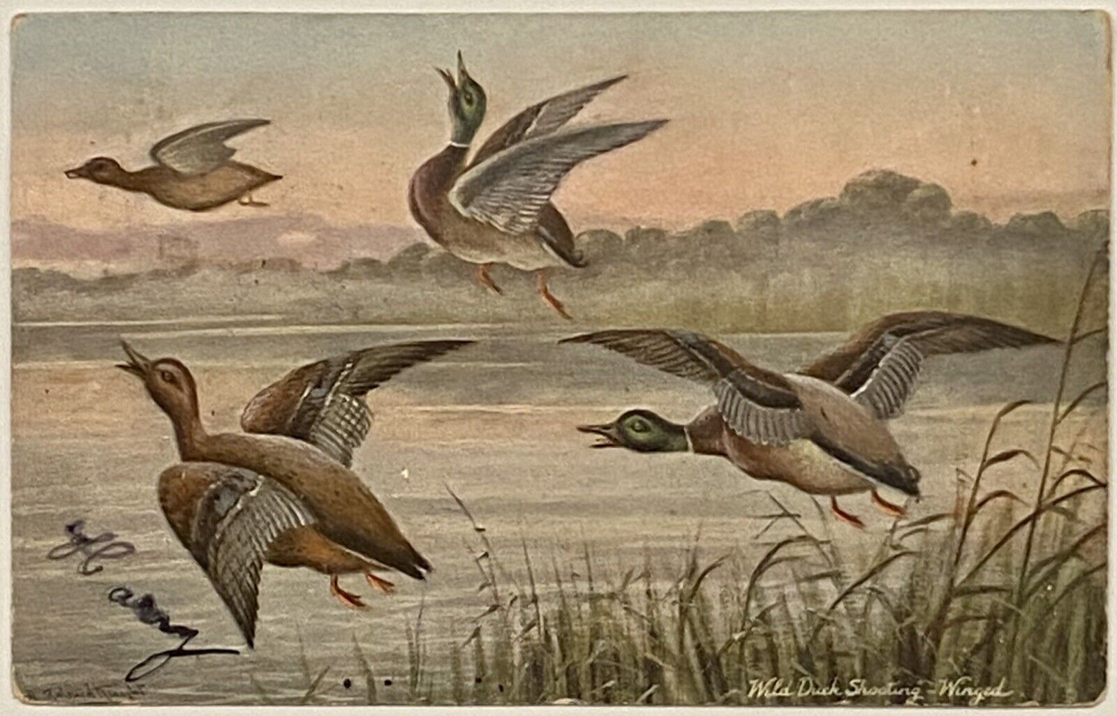 Vintage Postcard Raphael Tuck Hunting Duck Artist Signed Posted 1907