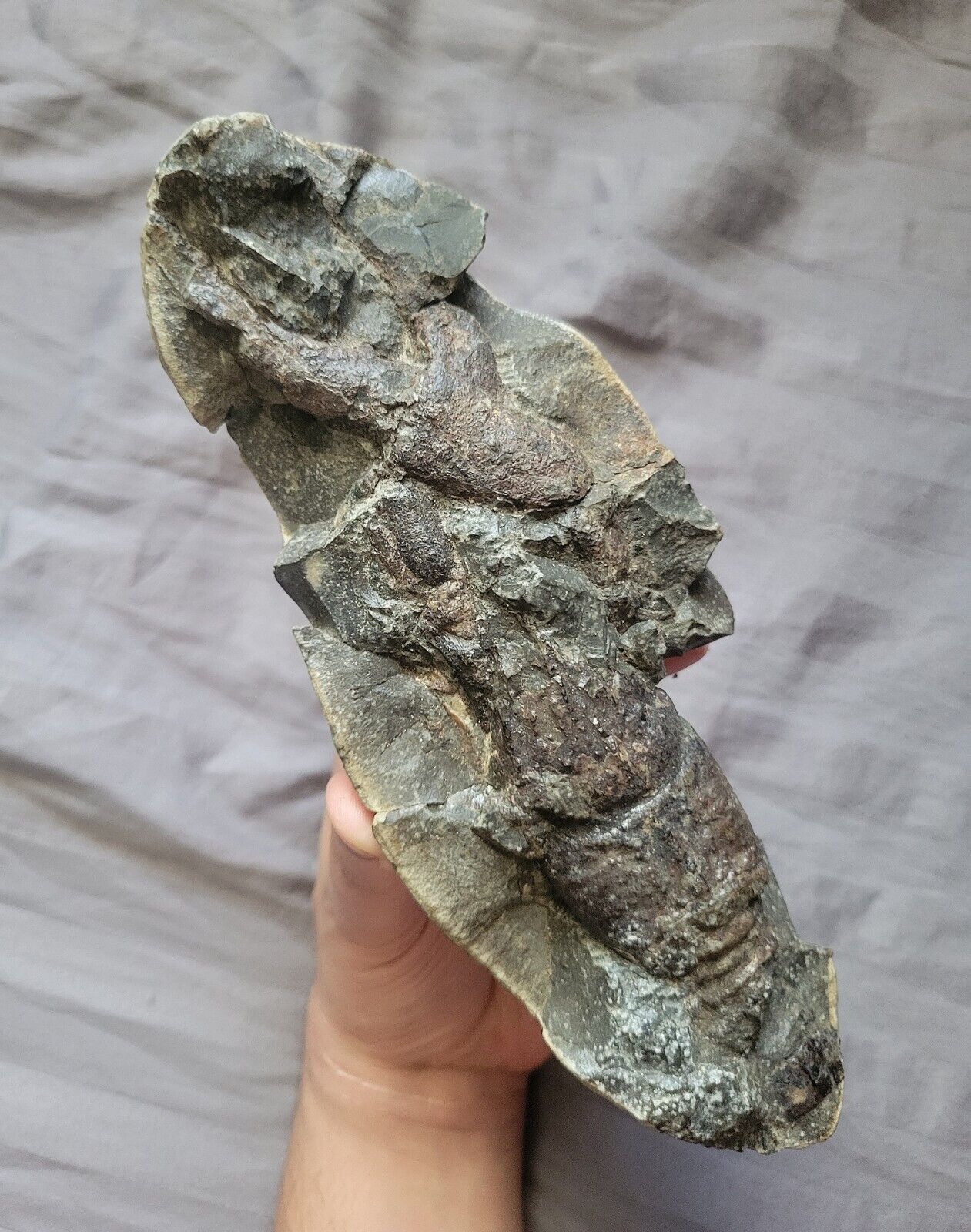 Very Rare Cretaceous Arthropod Fossil Hoploparia Sp. From An Author's Collection