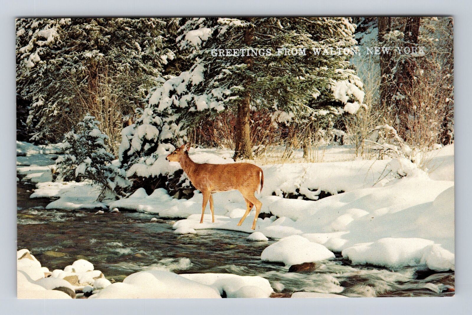 Walton NY-New York, General Greetings, Deer in Winter Scene, Vintage Postcard