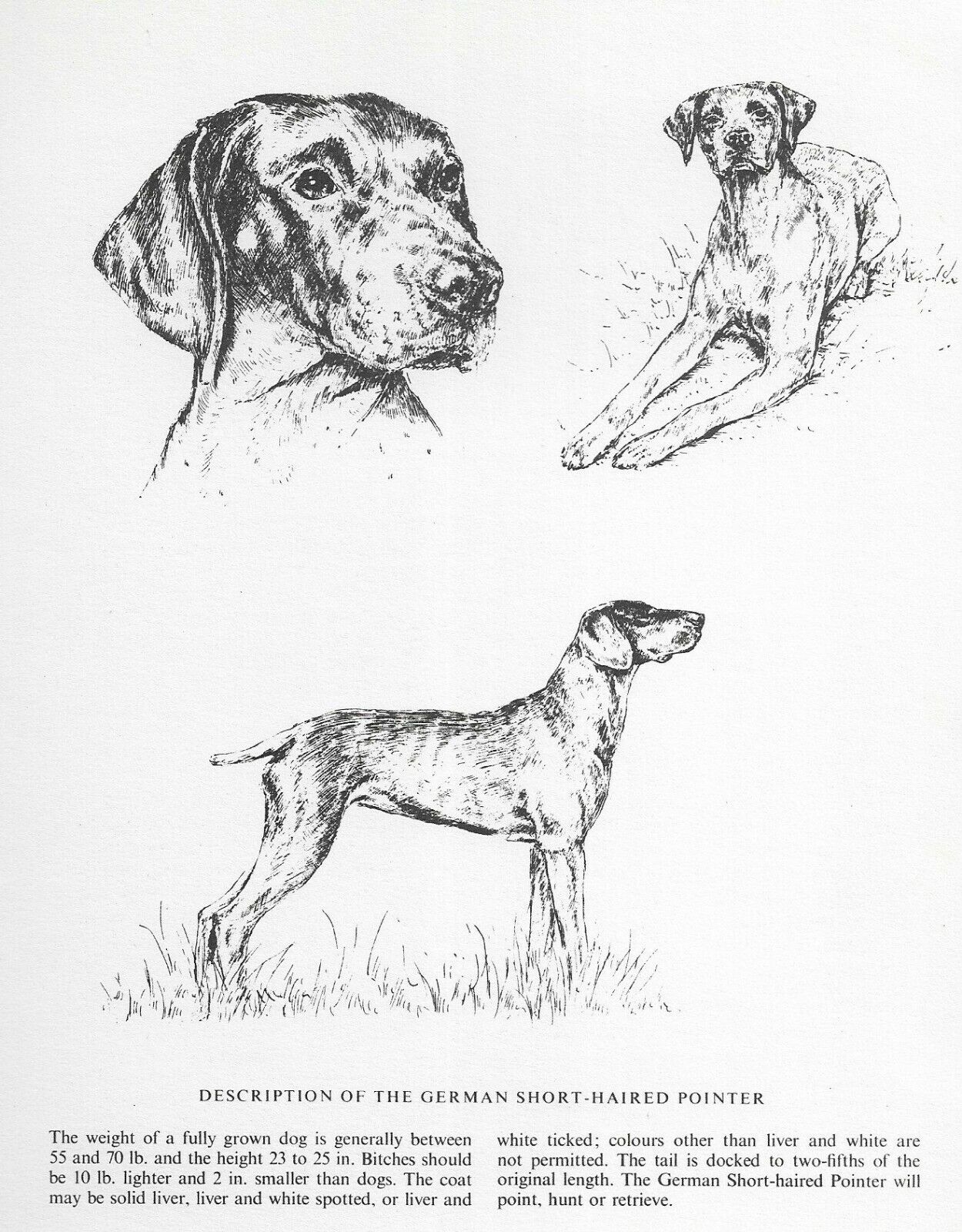 German Shorthaired / Short Haired Pointer - MATTED - 1963 Vintage Dog Art Print 