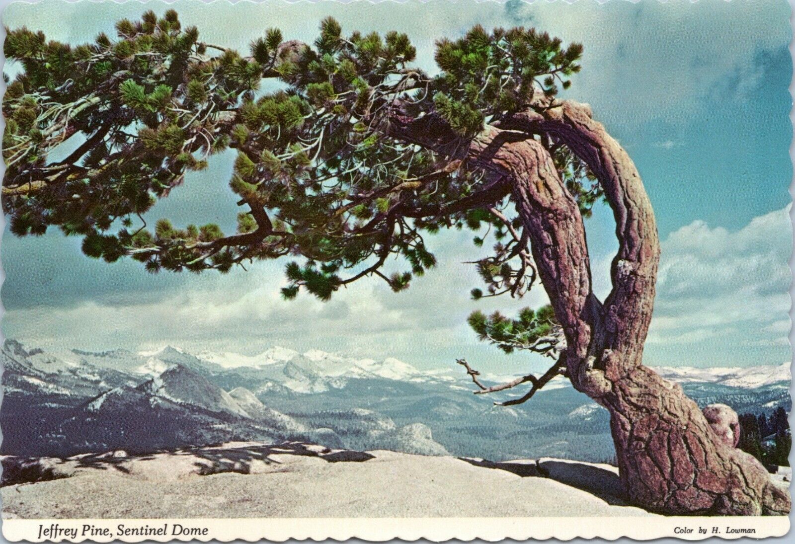 postcard - Jeffrey Pine, Sentinel Dome Yosemite