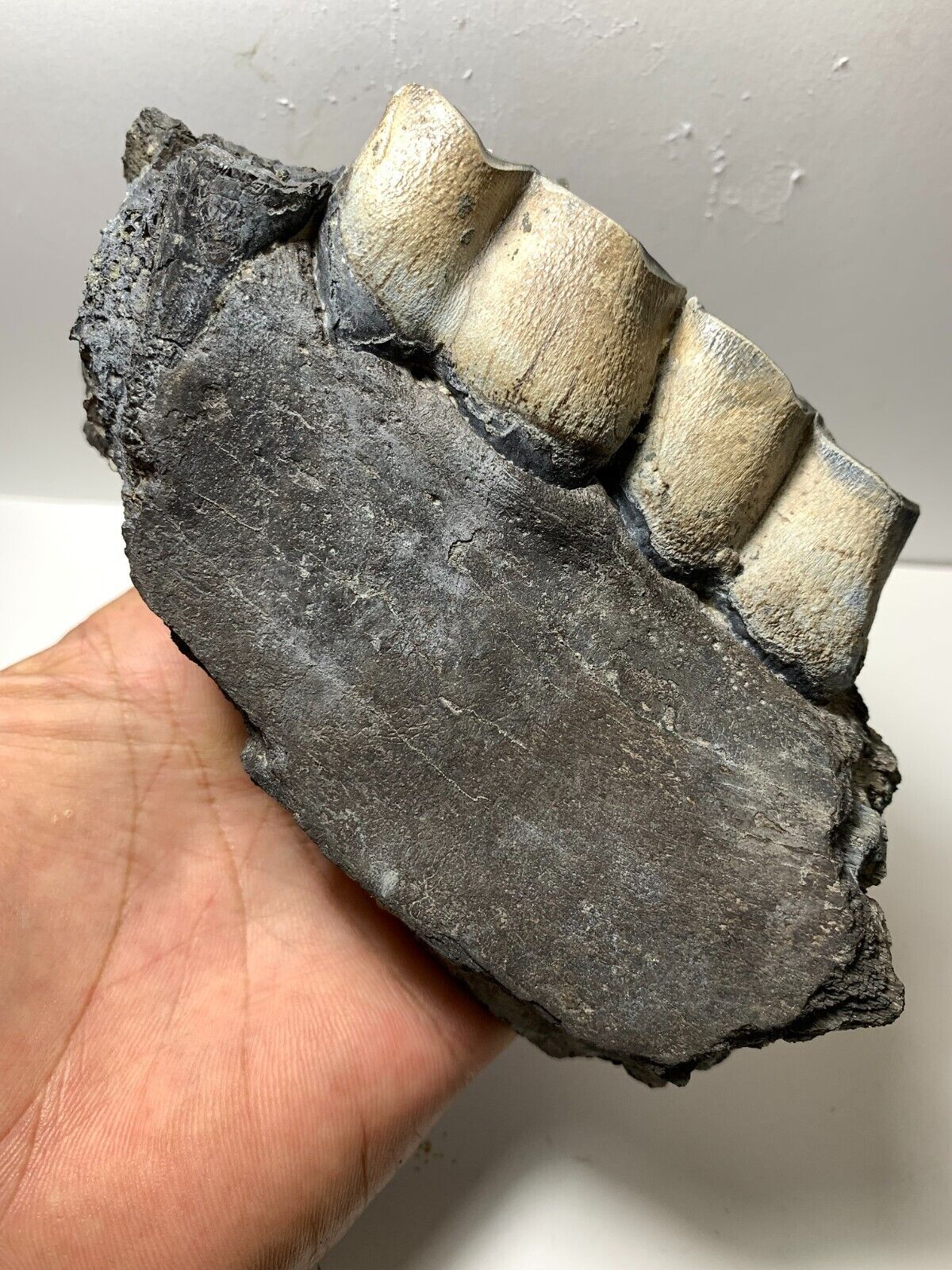 Colorful Aceratherium Primitive fossil jaw - tooth Rare Amazing genuine