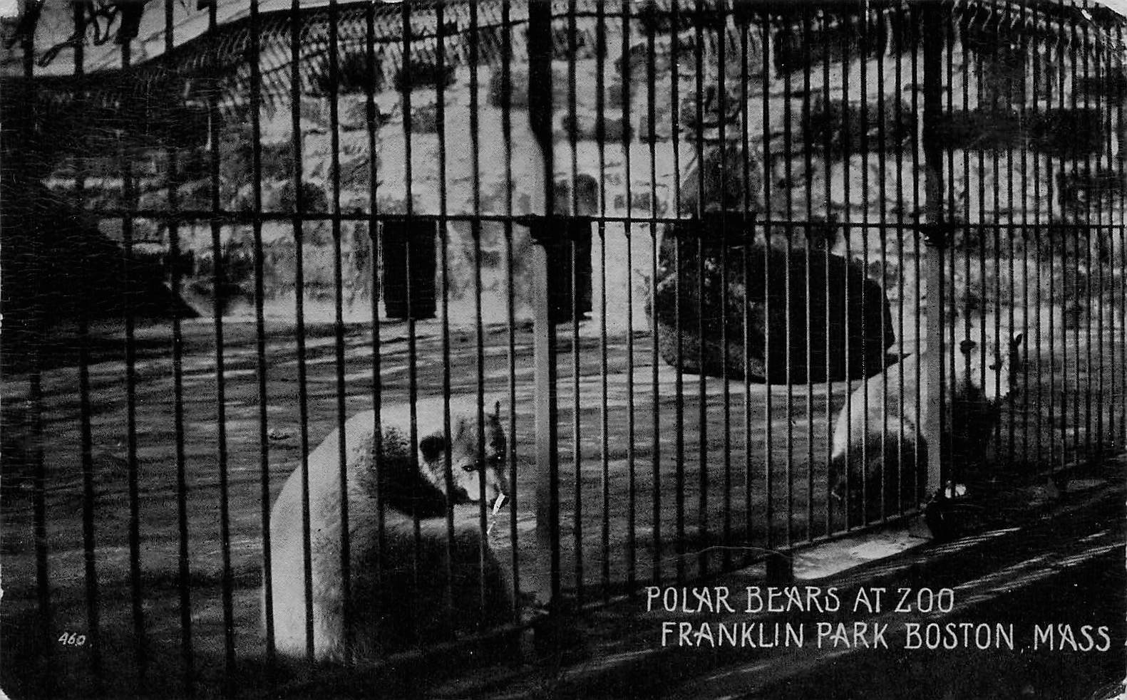 1900\'s Boston MA Polar Bears at Zoo Franklin Park MA214