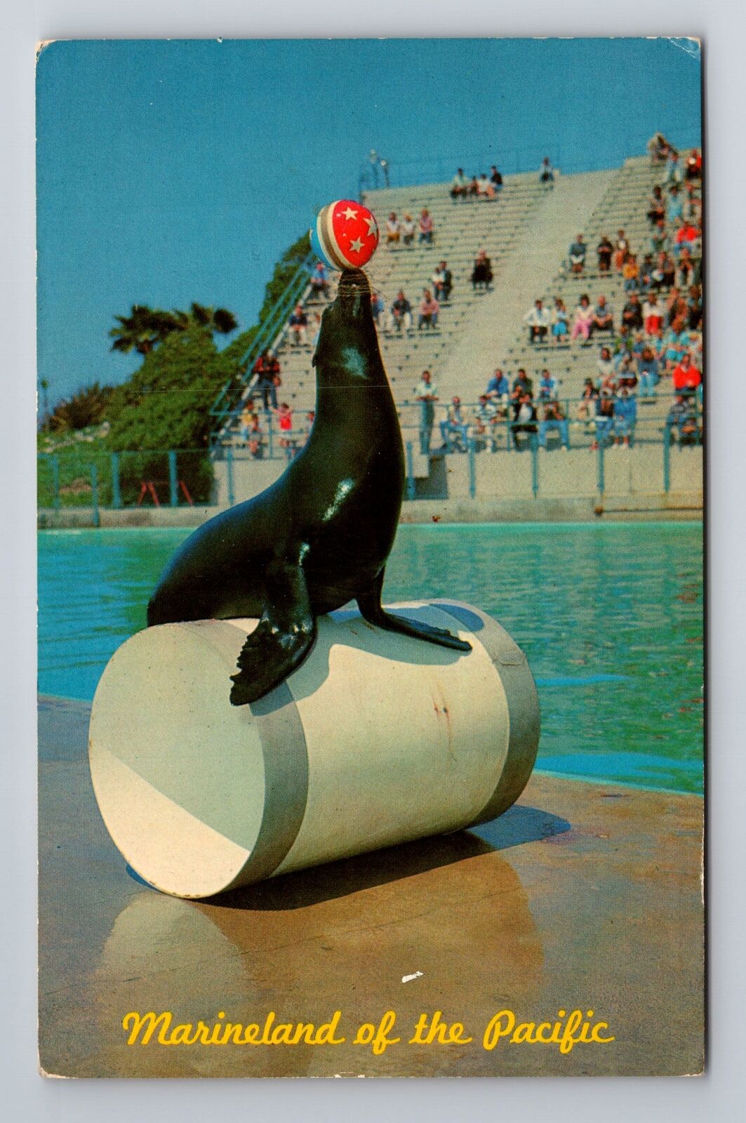 Marineland of Pacific CA-California, Seal Circus Time, Antique Vintage Postcard