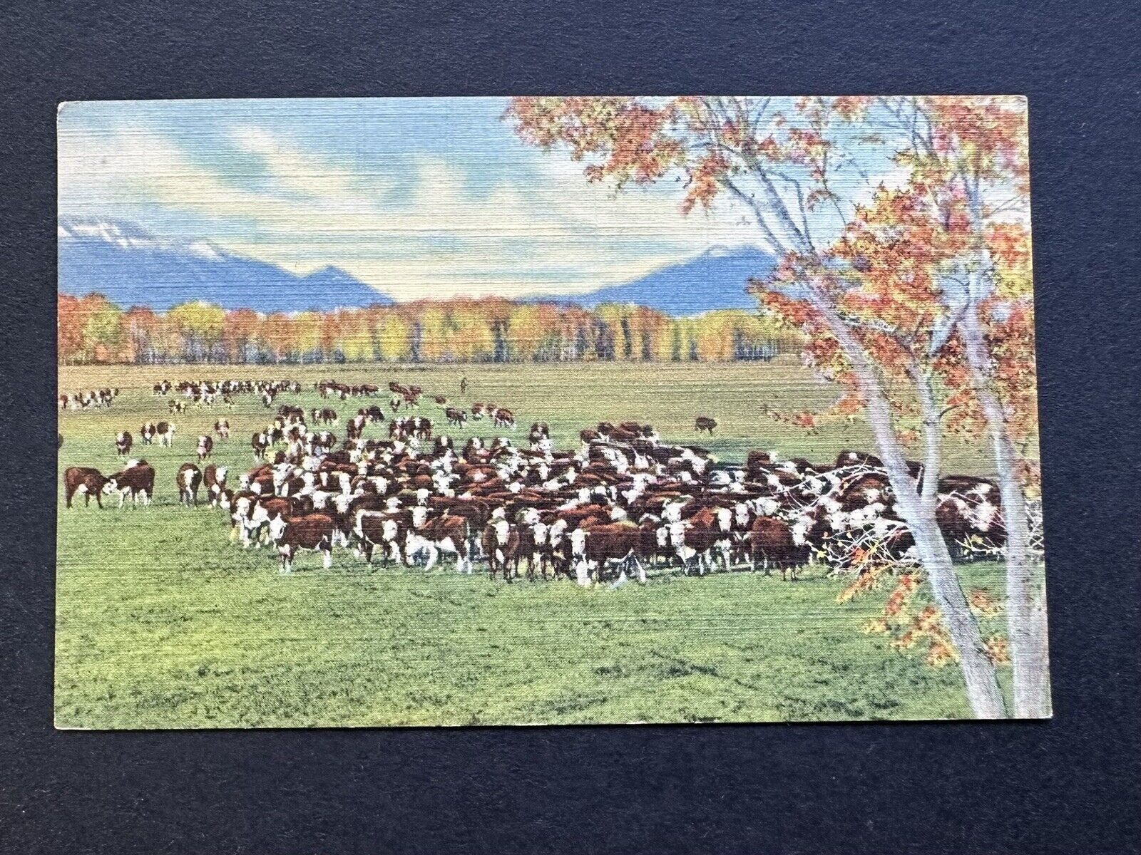 Postcard CATTLE ON THE RANGE IN THE SOUTHWEST Texas Field of Long Horn E10
