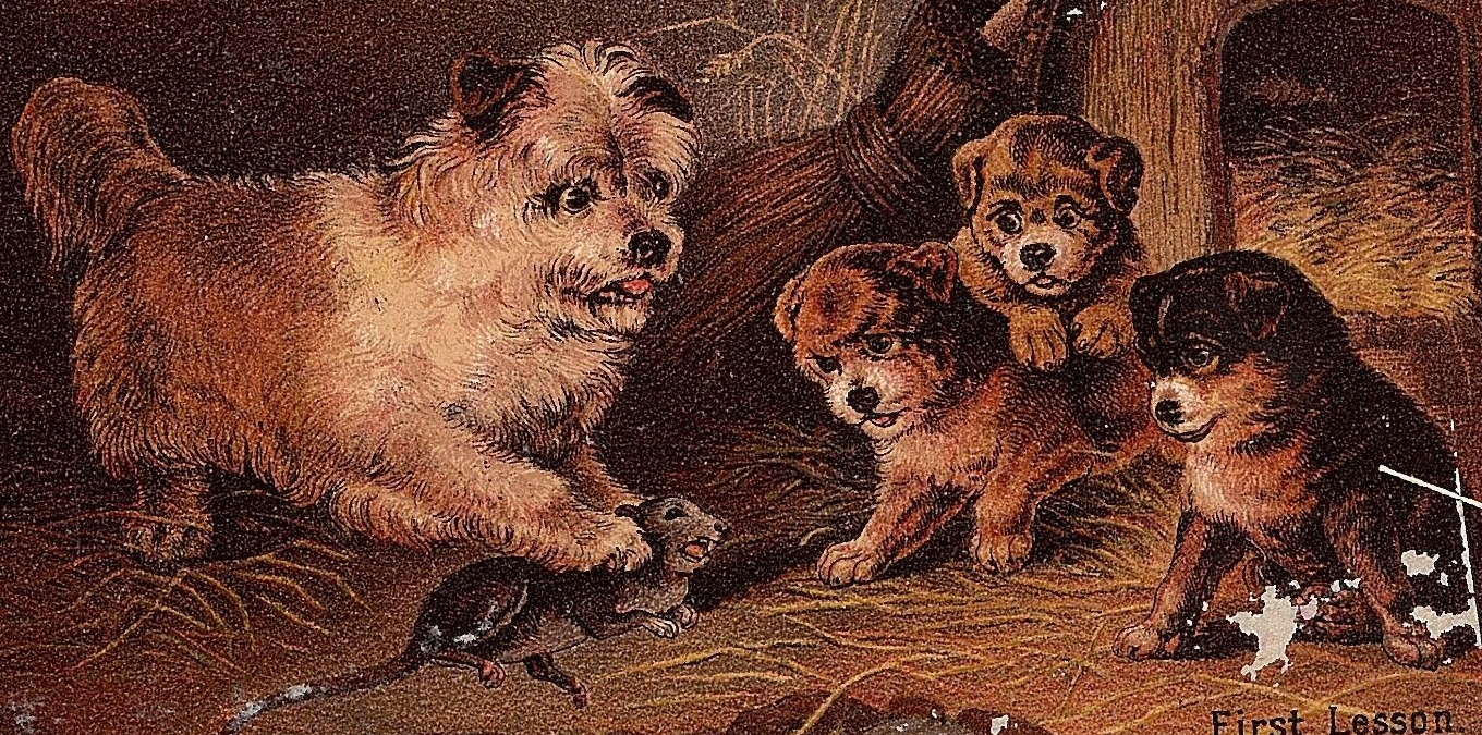 1880s Hood\'s Sarsaparilla Quack Medicine Adorable Dog & Puppies Play With A Rat