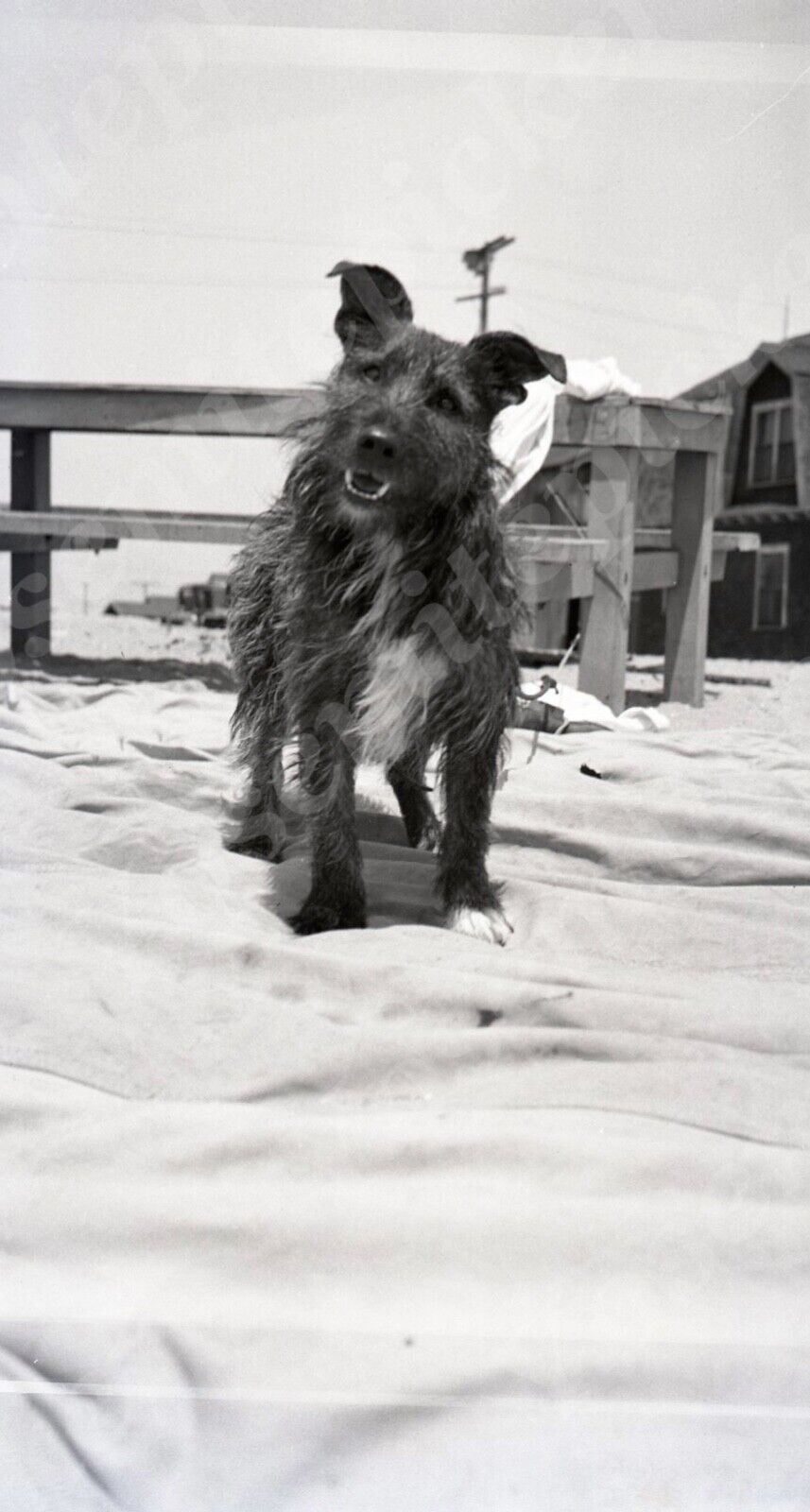 pc01 Original Negative 1933 Newport Beach Dog \