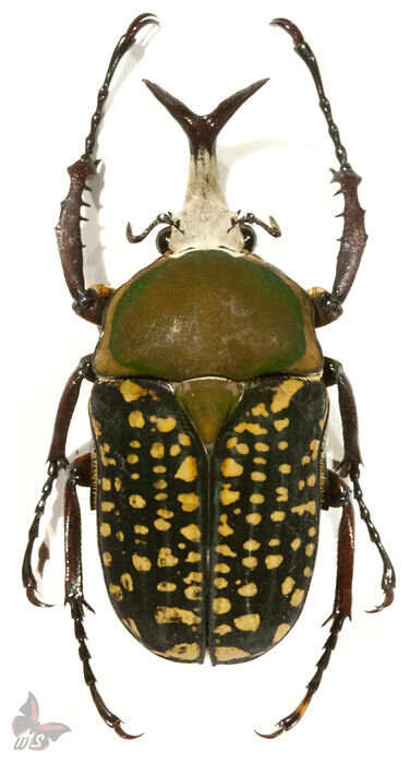 Megalorrhina harrisi peregrina f.harrisi 45-49mm,from Tanzania, UNMOUNTED beetle
