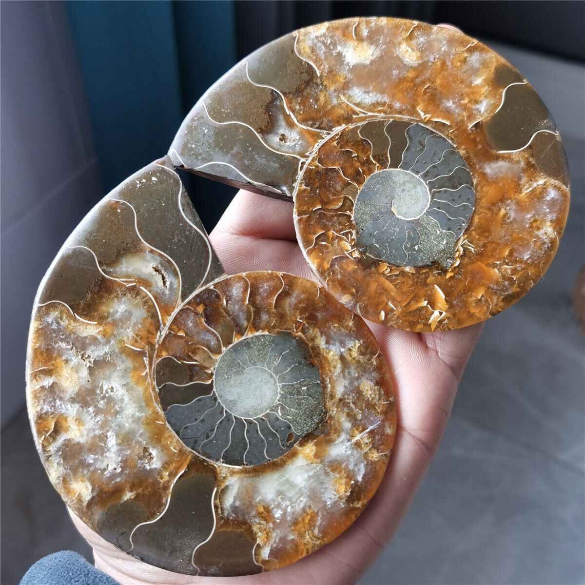 298g A pair of Natural Ammonite Fossil slice healing Madagascar#1352