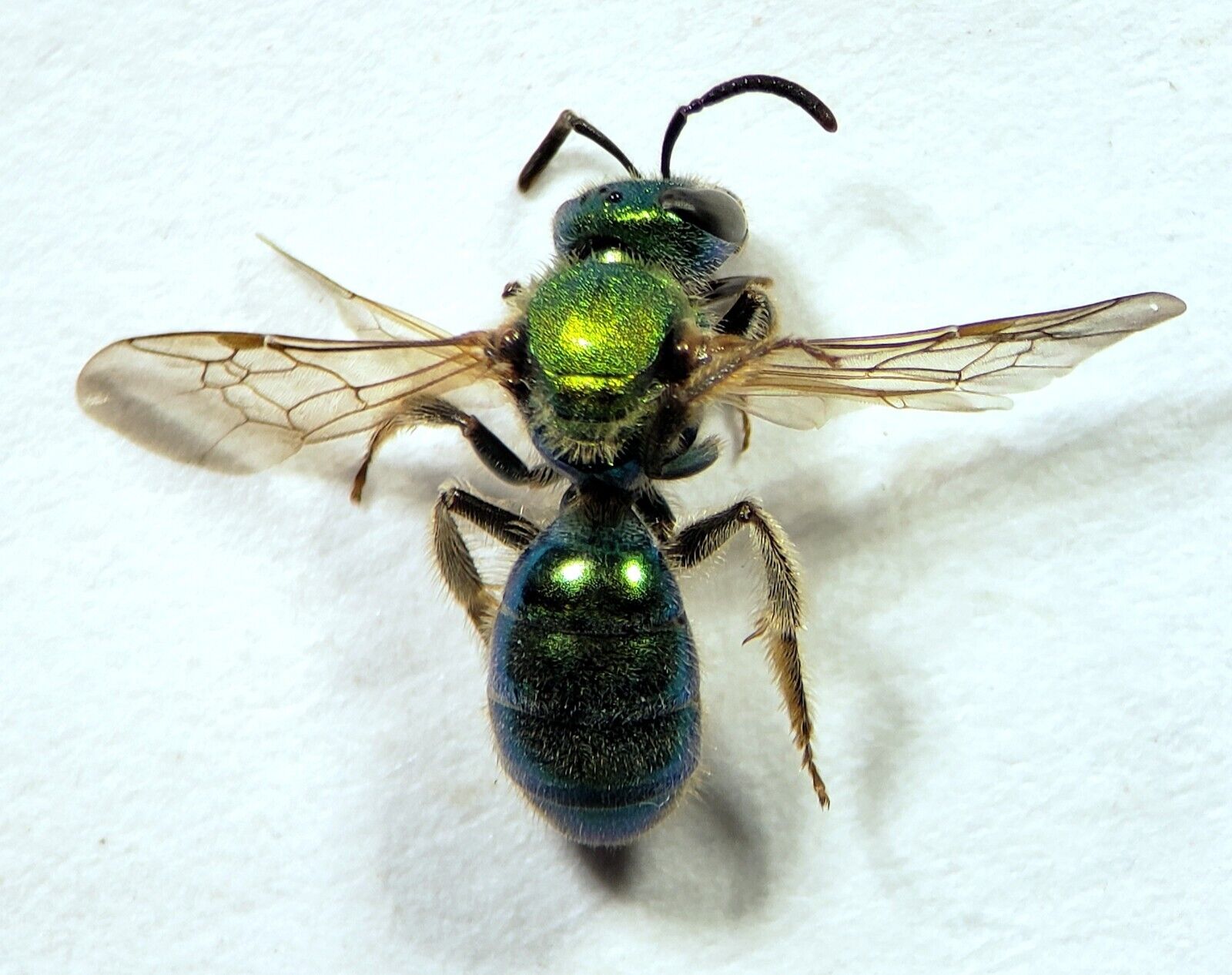 Green Sweat Bee: Augochlora pura (Halictidae) USA Hymenoptera Insect