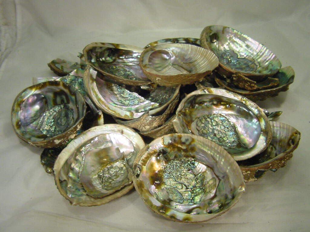 BUTW Abalone shell Pieces for jewelry crafting ????  3070E abe