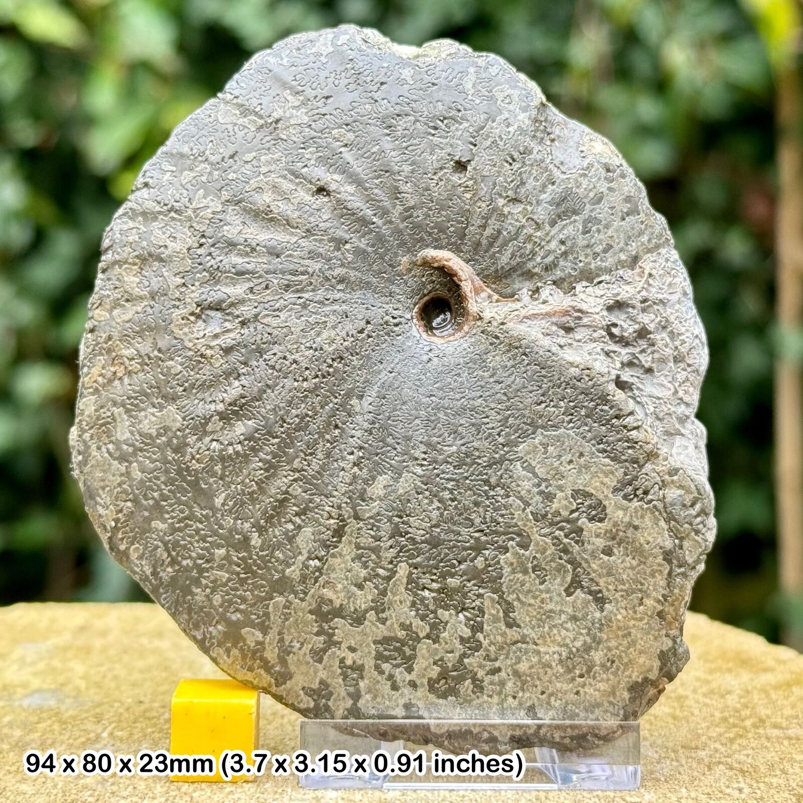 Exquisite Large Oxynoticeras Pyrite Ammonite Fossil on Stand - Certified,