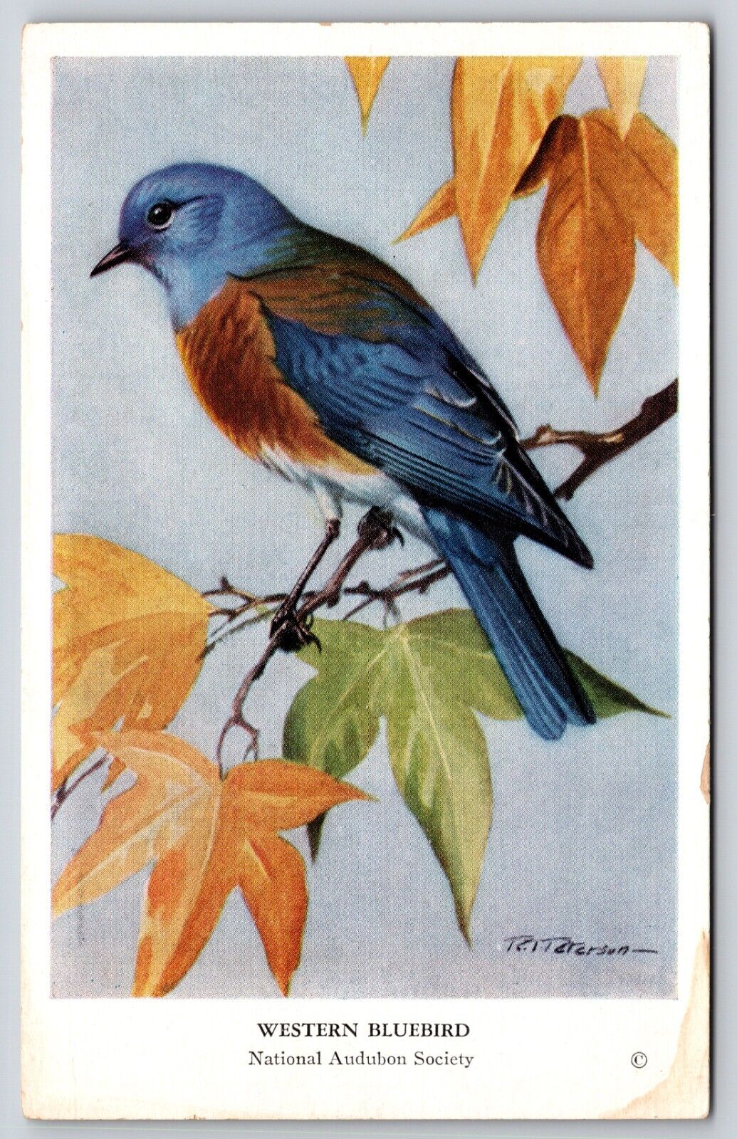 Postcard Western Bluebird National Audubon Society 