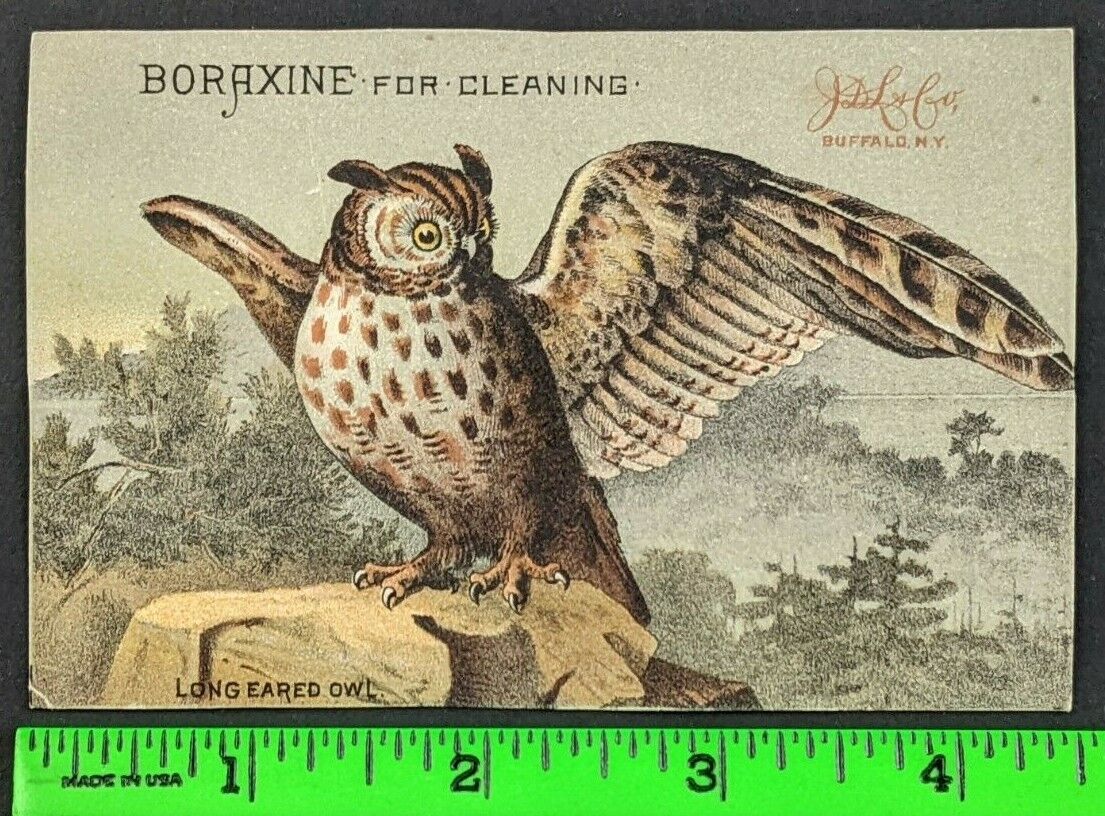 Vintage 1880\'s Boraxine Elite Toilet Soap Owl Spreading Wings Rock NY Trade Card