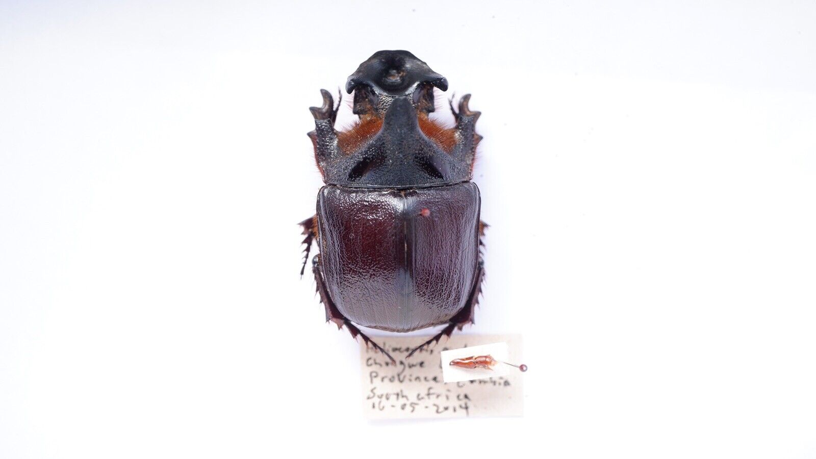 Coleoptera Scarabaeidae Scarabaeinae Heliocopris andersoni 50mm,Very Rare