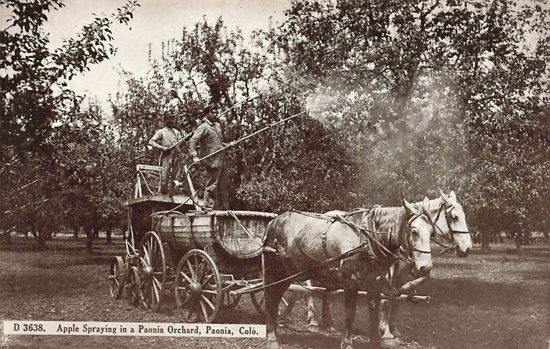 c1910 Spraying Apple Orchard Men Horse Team  Paonia CO P275