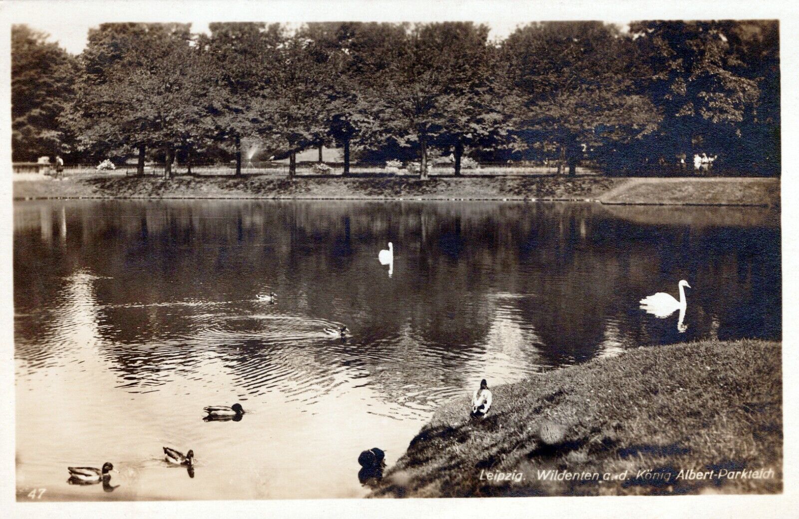 RPPC - Swans & Ducks on Lake Leipzig Germany Unposted Postcard