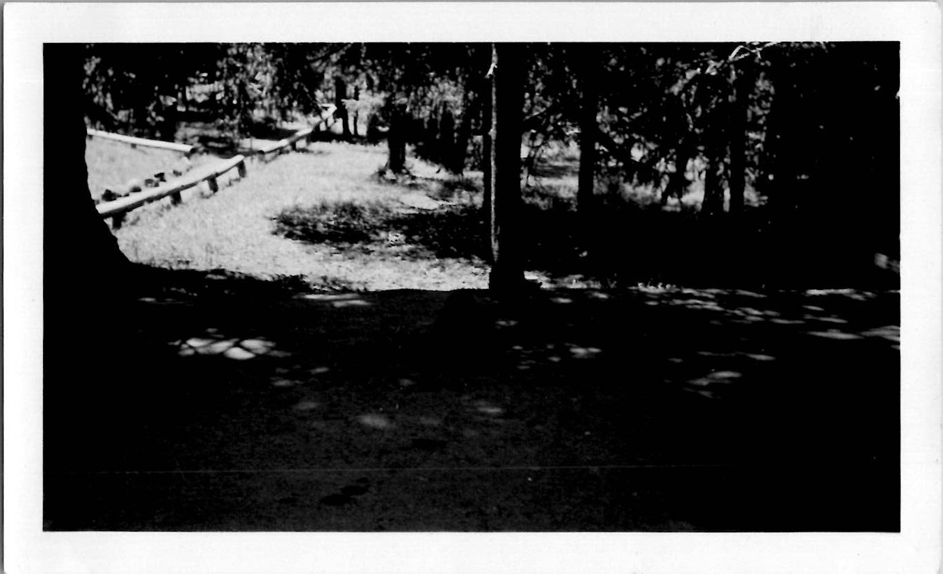 Cubs Bears at Yellowstone National Park Apollinaris Springs 1940s Vintage Photo