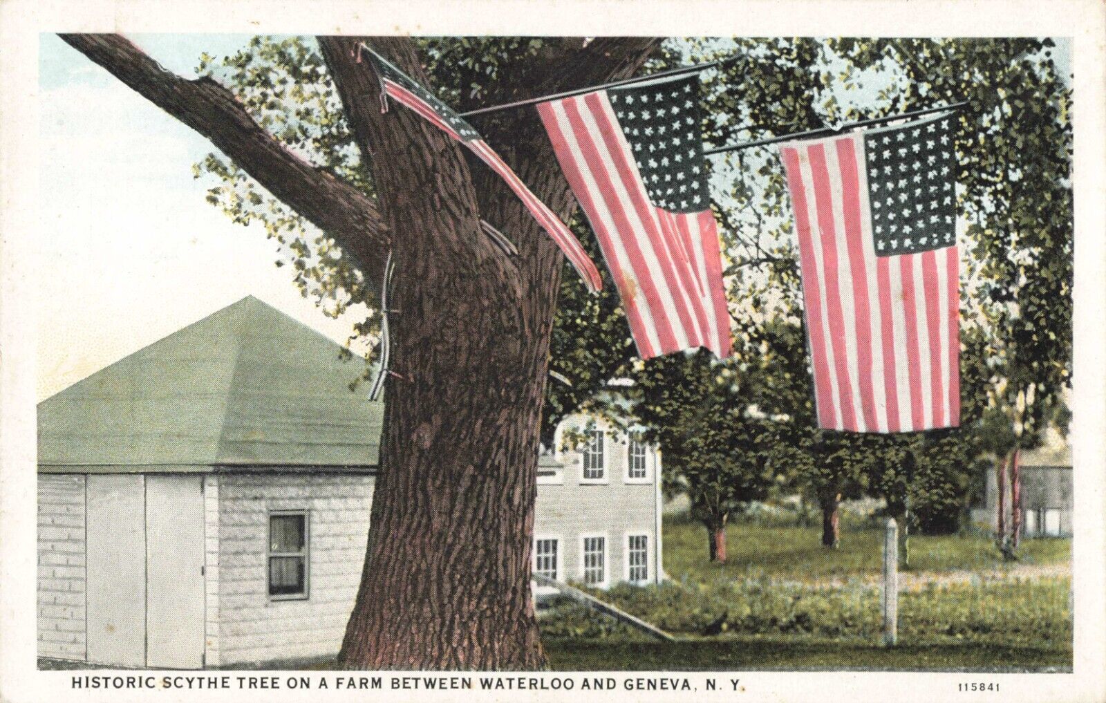 Waterloo NY New York, Historic Scythe Tree American Flags, Vintage Postcard