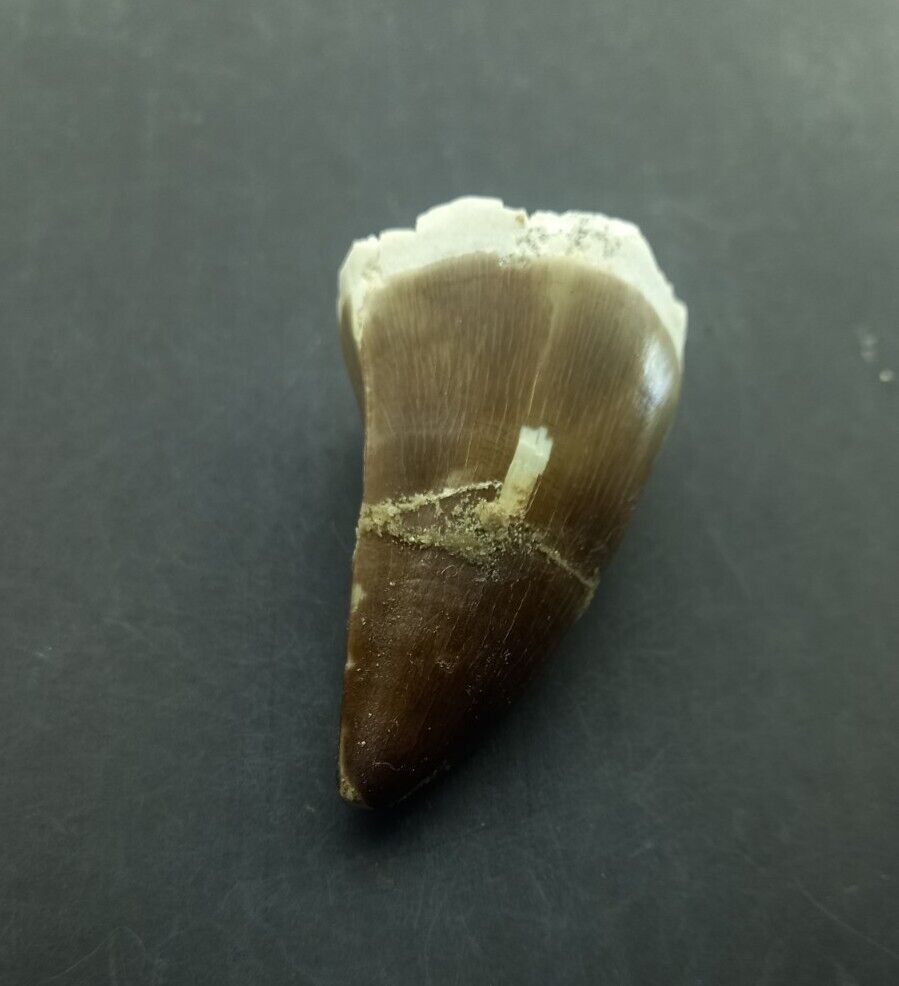 2.1 Inches Rare Mosasaur Tooth Fossil Prognathodon  teeth Morocco Fossilized 