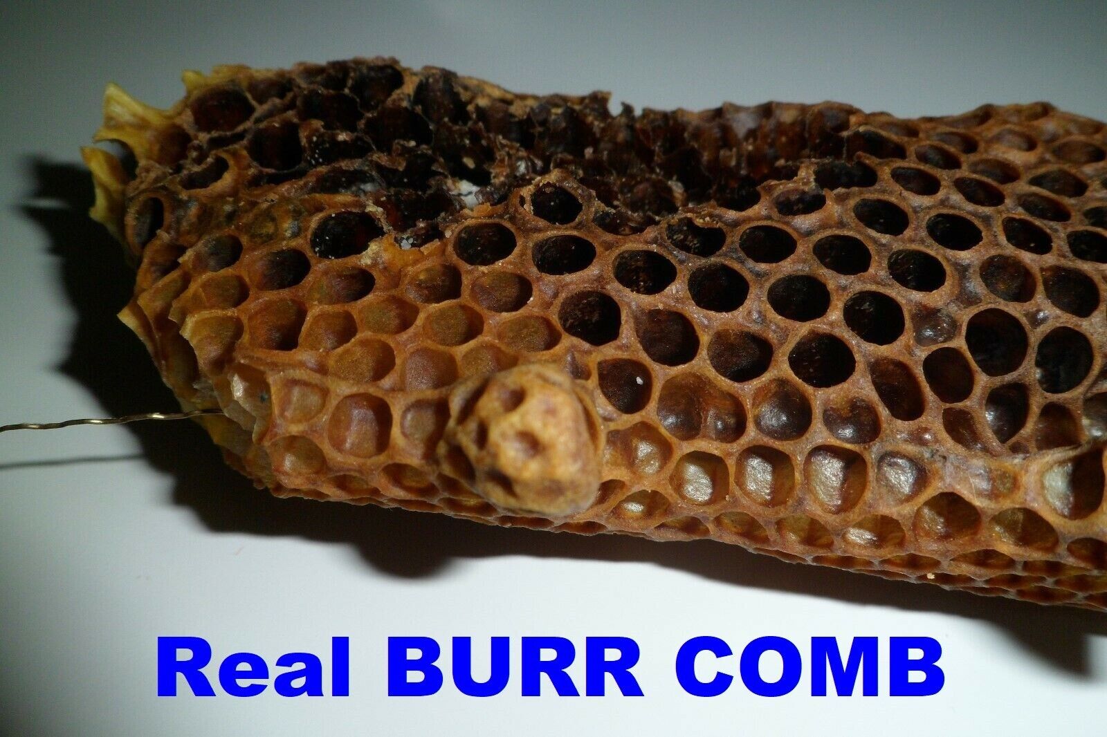Freshly Dried Real USA Honeybee Natural Honeycomb + 12 Free Bees