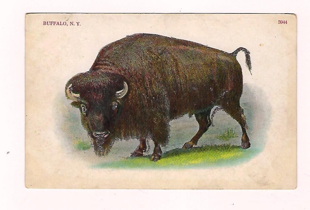 VTG Early 1900's Postcard Buffalo - Buffalo N.Y. 5944 Used