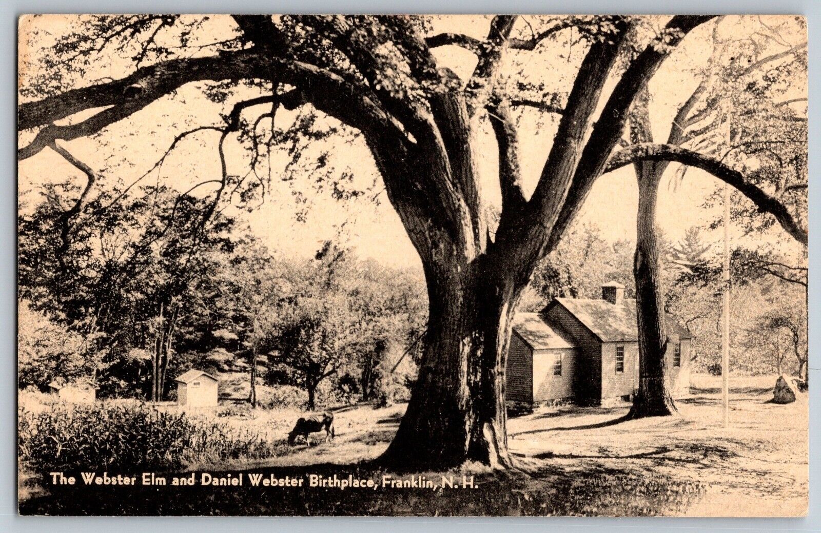 Franklin, NH - Webster Elm & Daniel Webster Birthplace - Vintage Postcard