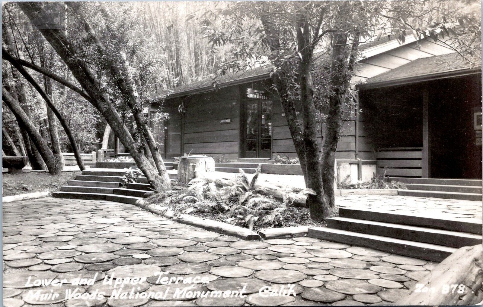 RPPC Gift Shop, Muir Woods, California- 1940s Photo Postcard- Zan Stark