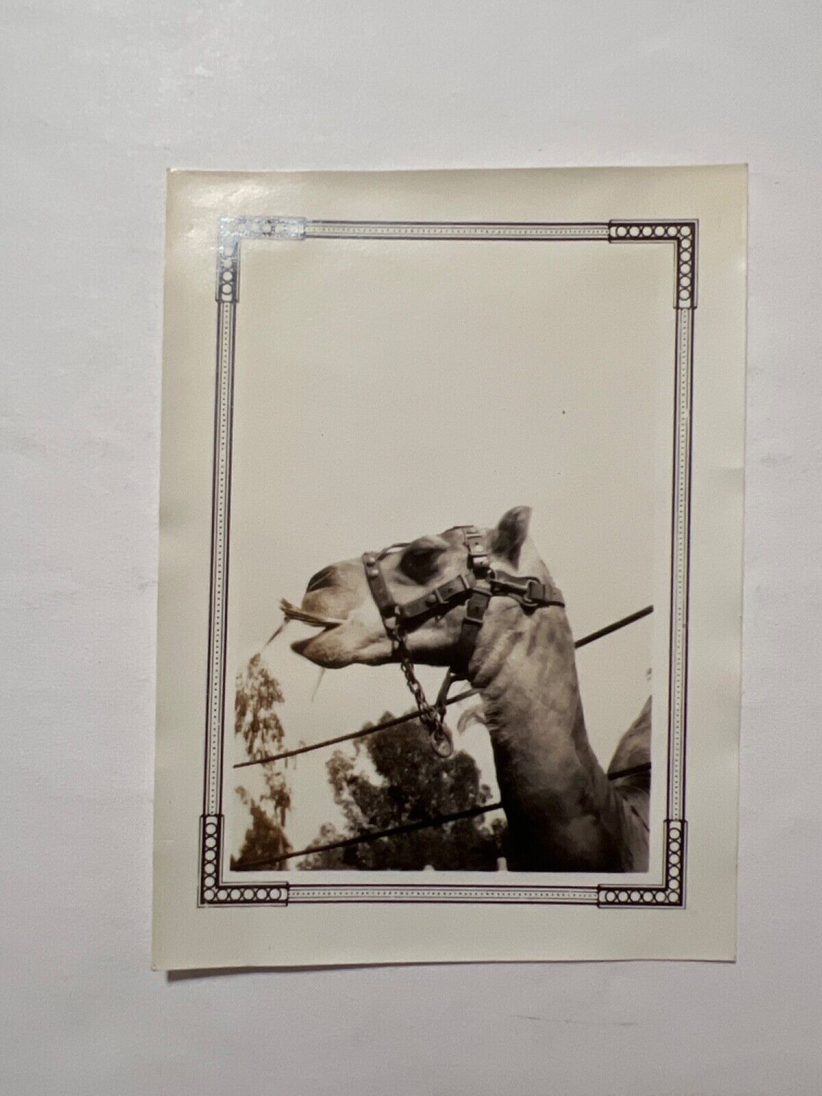 VTG 1920\'s Snapshot Photo of a Camel