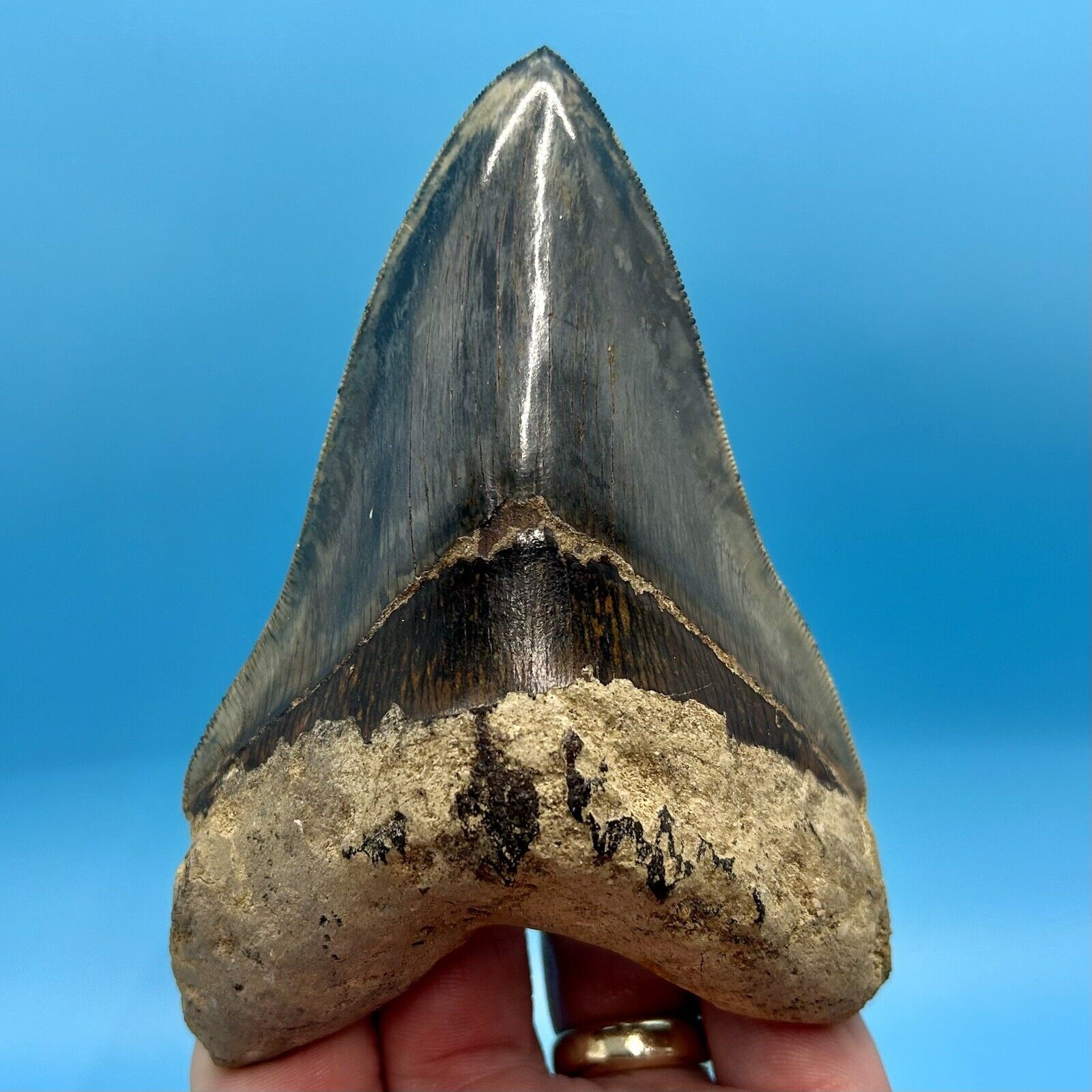 5.20” Blue Megalodon Shark Tooth - Amazing Serrations and Bourlette - No Repairs